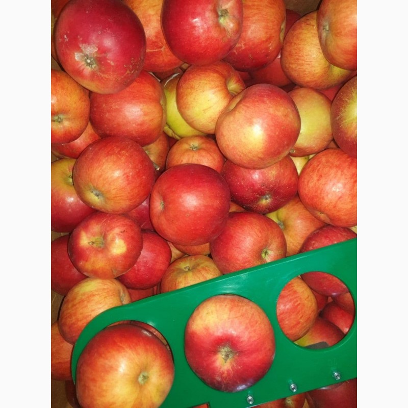 Фото 2. Продам яблоки несколько сортов от производителя с 5 тонн