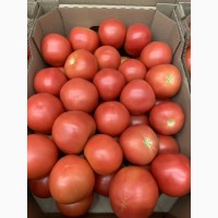 Продам помидор тепличный от производителя