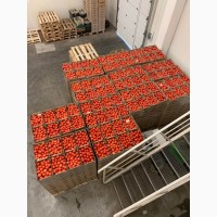 Продам помидор тепличный от производителя