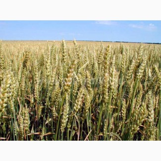 Семена озимой пшеницы Шестопавловка