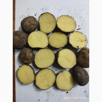 Продам картофель для бюджетных организаций от поставщика