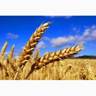Купуємо пшеницю ( фураж, 2 та 3 кл) по Віннницькій та Хмельницькій обл