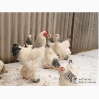 Цыплята мясо яичных пород фото с названием