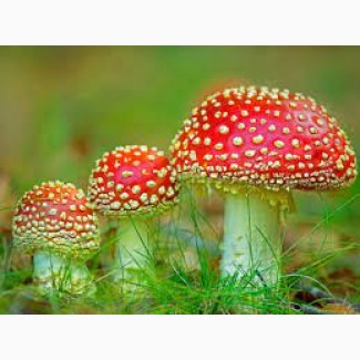 Мухомор ЧЕРВОНИЙ (Amanita Muscaria), сушені шапки. Сезон 2023