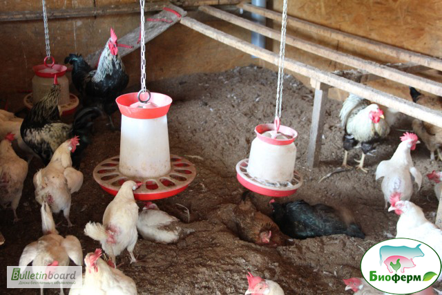 Фото 10. Ферментационная подстилка для животных и птиц Биоферм (Bioferm)