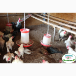 Ферментационная подстилка для животных и птиц Биоферм (Bioferm)