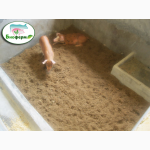 Ферментационная подстилка для животных и птиц Биоферм (Bioferm)