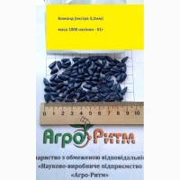 Семена высокоурожайного подсолнечника Бомонд под гранстар, фракция стандарт