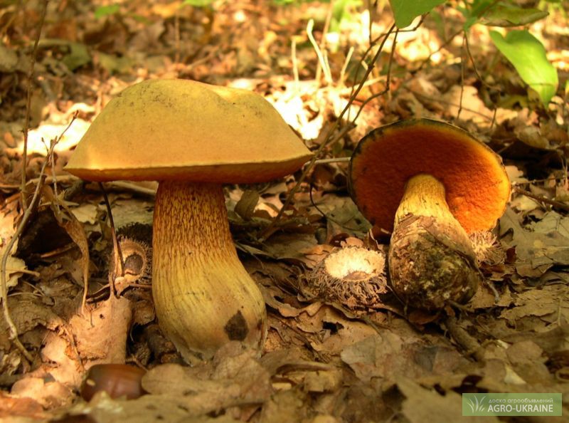 Фото 3. Мицелий грибов: дубовик, чесночник, рядовка, говорушка, дождевик, веселка, волнушка