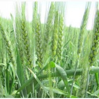 Пшениця озима Октава Одеська