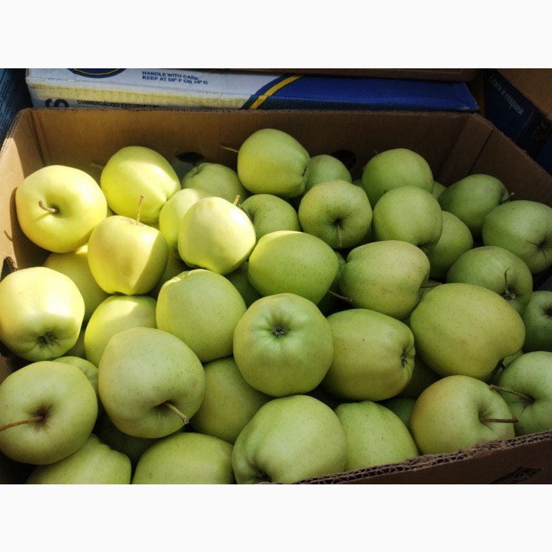 Фото 4. Продам відкаліброване яблуко