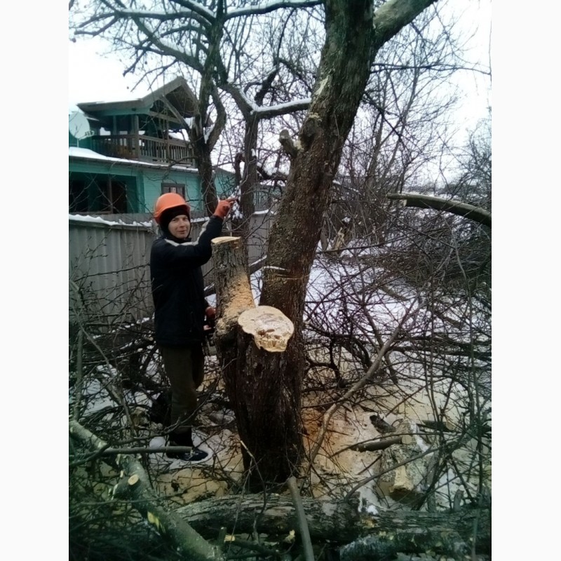 Фото 2. Обрезка деревьев, восстановление старых садов