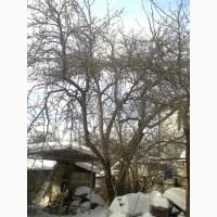 Обрезка деревьев, восстановление старых садов