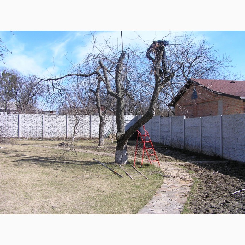 Фото 6. Обрезка деревьев, восстановление старых садов
