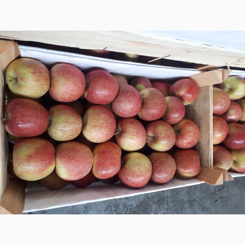 Фото 4. Продам яблука Фуджі Кіку 8