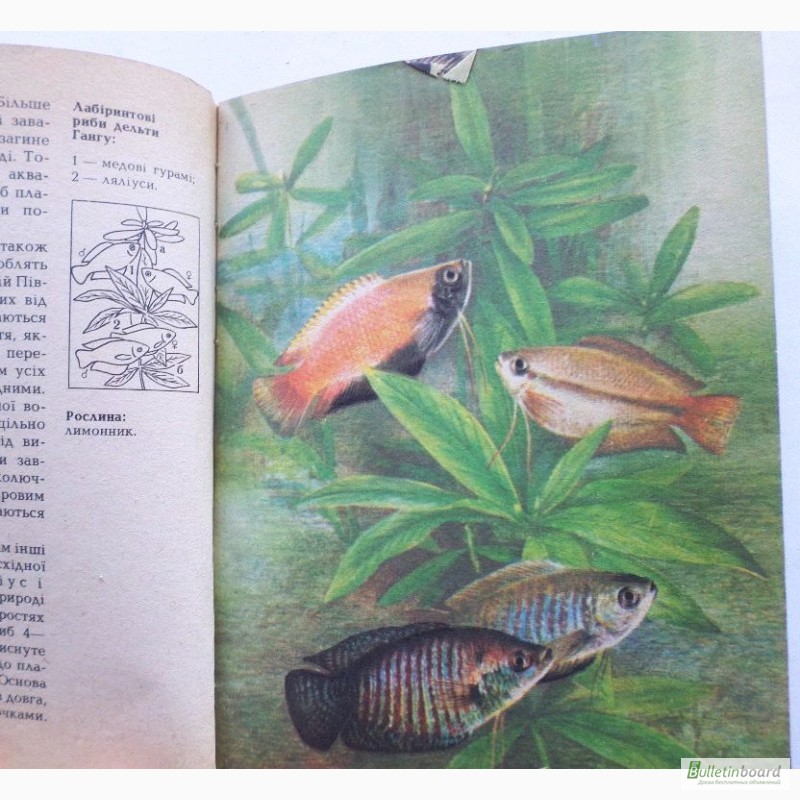 Фото 8. Акваріумні риби. Автор: Шереметьєв І. І