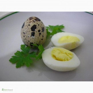 Яйца перепелиные эко, домашние