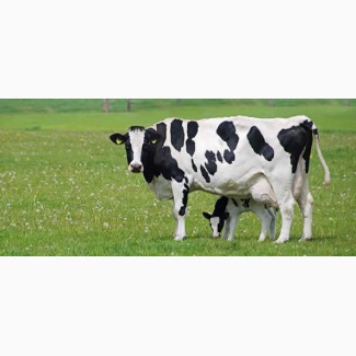 Премикс для дойных коров