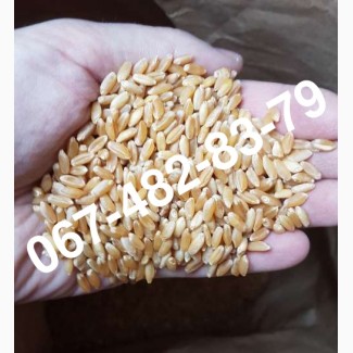 ALMA - Мягкий канадский трансгенный озимый сорт (элита) пшеницы
