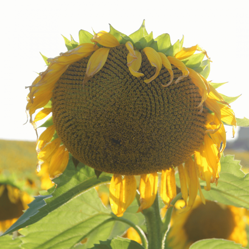 Фото 2. Бастен A-G + гібрид соняшника, стійкий до гранстару 50 гр/га, Україна
