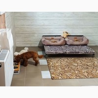 Готель для собак та котів ПЕС- перетримка собак в Києві