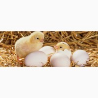 Продам інкубаційне яйце бройлера КОББ 500 та мясояєчних кросів, качок, гусей