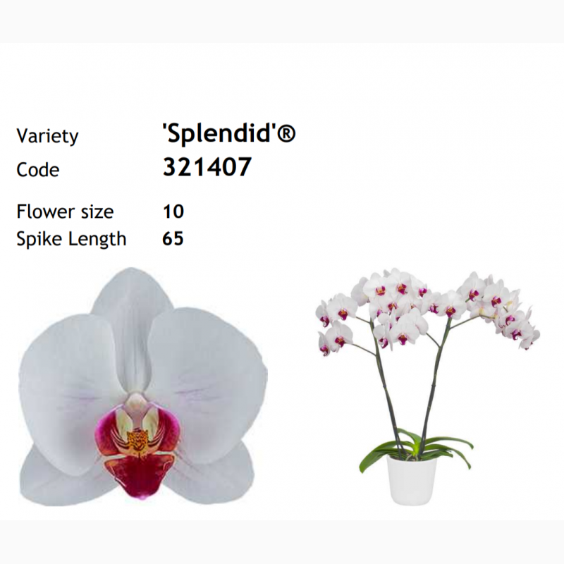 Фото 2. Подростки орхидей