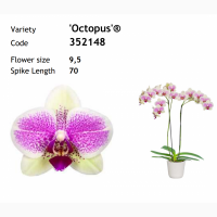 Подростки орхидей