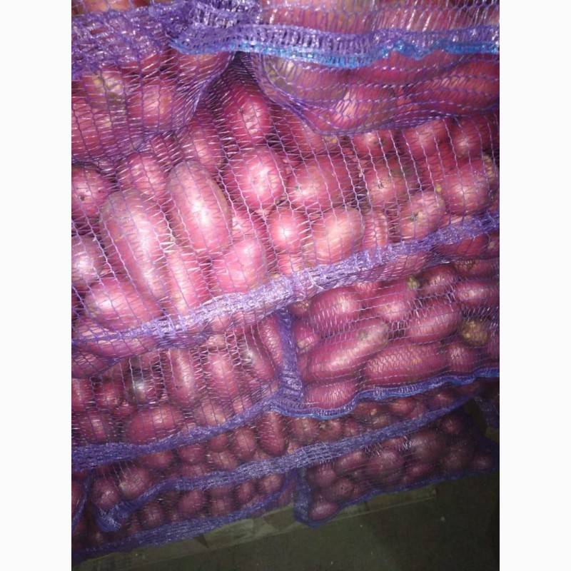 Фото 7. Продам картофель, овощи урожай 2020 г