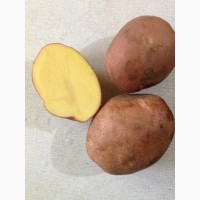 Продам картофель, овощи урожай 2020 г