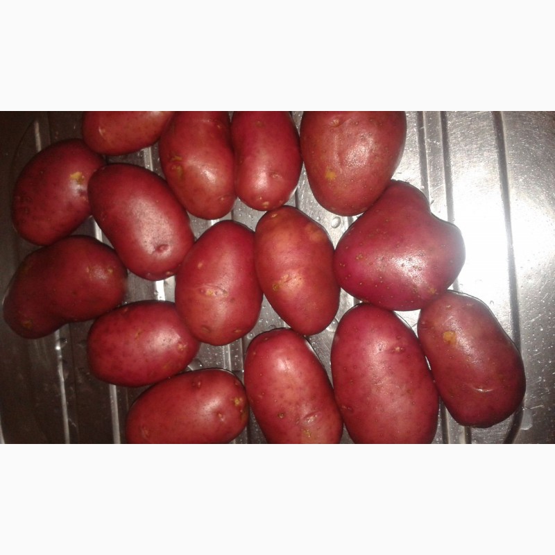 Фото 2. Продам картофель, овощи урожай 2020 г