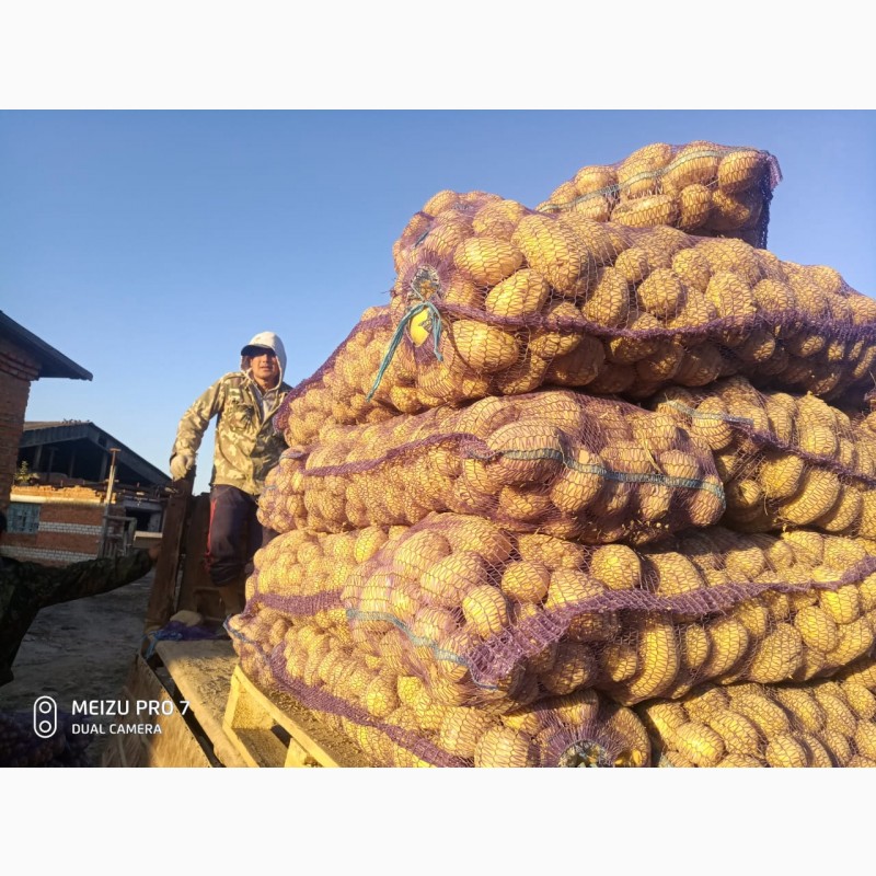 Фото 5. Продам картофель, овощи урожай 2020 г