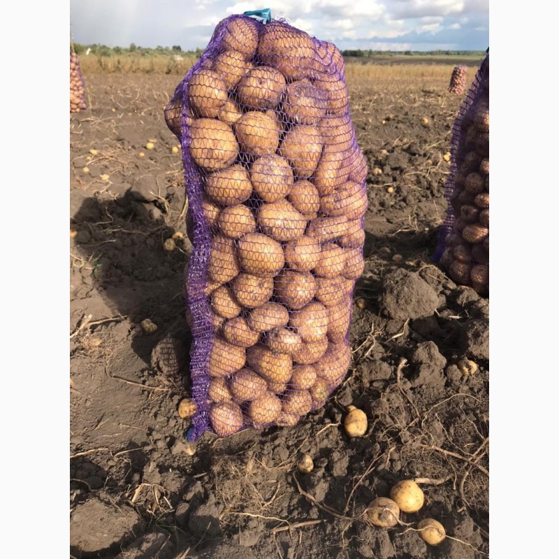 Фото 6. Продам картофель, овощи урожай 2020 г