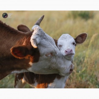 Комбикорм для дойных коров и откорма бычков от производителя в Одессе
