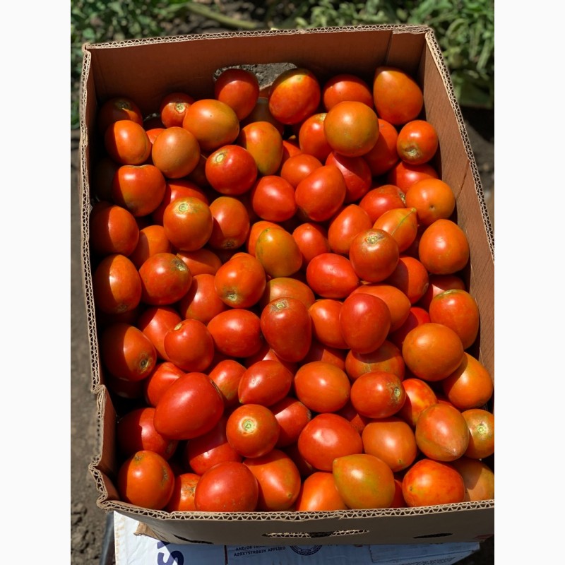 Фото 2. Продам томат сливовидный, любая форма оплаты, только самовывоз уже не большие обьемы