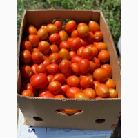 Продам томат сливовидный, любая форма оплаты, только самовывоз уже не большие обьемы