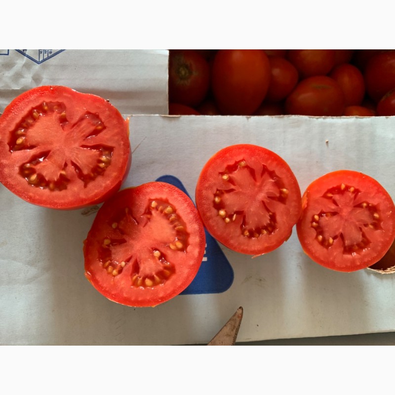 Фото 4. Продам томат сливовидный, любая форма оплаты, только самовывоз уже не большие обьемы