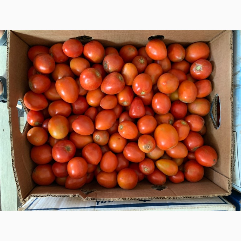 Фото 6. Продам томат сливовидный, любая форма оплаты, только самовывоз уже не большие обьемы