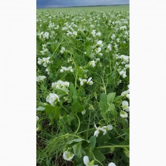 Семена озимого гороха Мороз ( Сербия) посевной материал урожая 2019 г