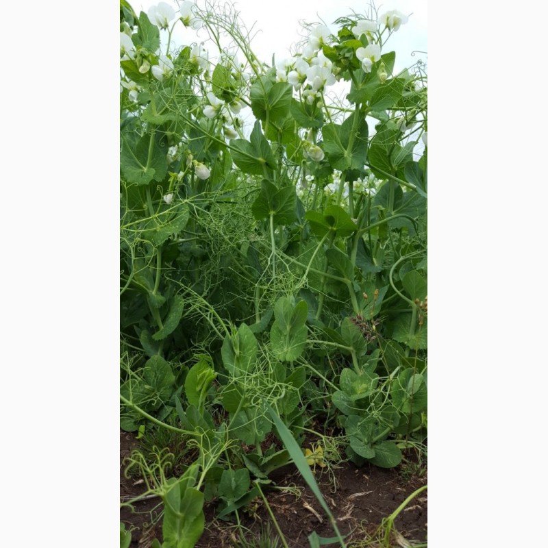 Фото 2. Семена озимого гороха Мороз ( Сербия) посевной материал урожая 2019 г