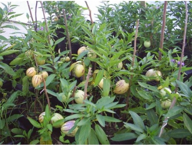 Фото 4. П Е П И Н О Ягода, овощ, фрукт в одном экзотическом плоде в огороде и на подоконнике