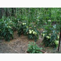 П Е П И Н О Ягода, овощ, фрукт в одном экзотическом плоде в огороде и на подоконнике