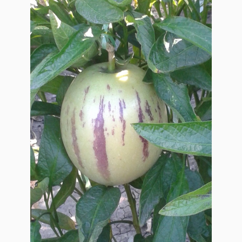 Фото 6. П Е П И Н О Ягода, овощ, фрукт в одном экзотическом плоде в огороде и на подоконнике