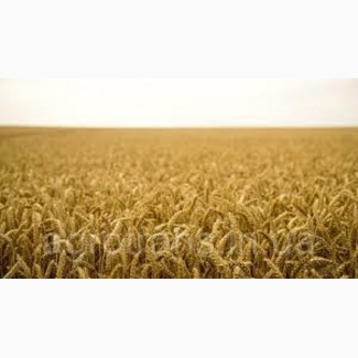 Семена озимой пшеницы АНТОНОВКА