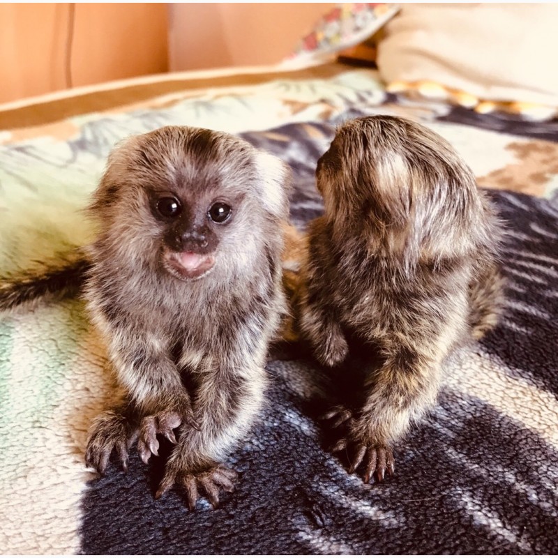 Фото 18. Ручная обезьяна игрунка обезьянка мармозетка мини мартышка приматы