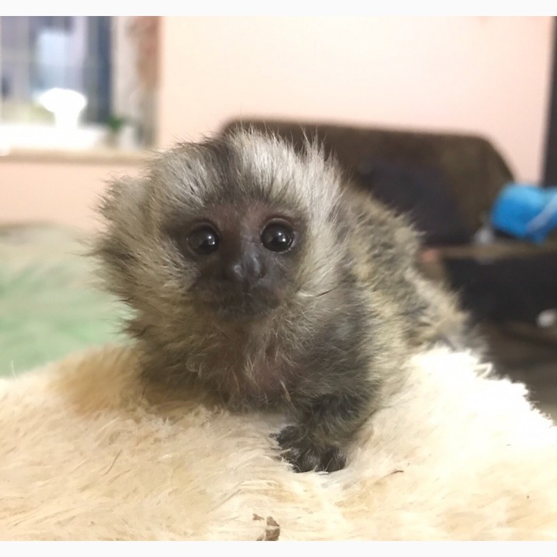 Фото 19. Ручная обезьяна игрунка обезьянка мармозетка мини мартышка приматы