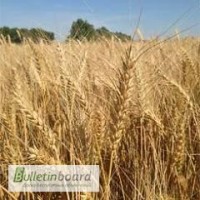 Семена озимиой пшеницы Миссия Одесская