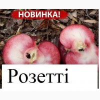 Саджанці яблуні червономясних 6 сортів