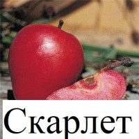 Саджанці яблуні червономясних 6 сортів