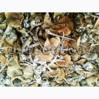 Бліда поганка (Amanita phalloides), цілі сушені гриби